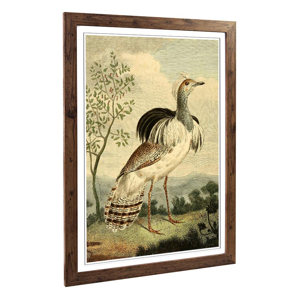 Big Box Art Framed Print of Vintage Charles R Ryley Ruffed Bustard Design | Wall Art Picture | Home Decor for Kitchen, Living Room, Bedroom, Hallway, Walnut, A2 / 24.5x18 Inch / 62x45cm