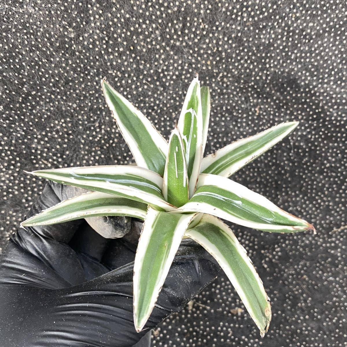 吉田直嗣 約24cm 鉢 2点 バラ売り可 吉田直嗣 約24cm 鉢 2