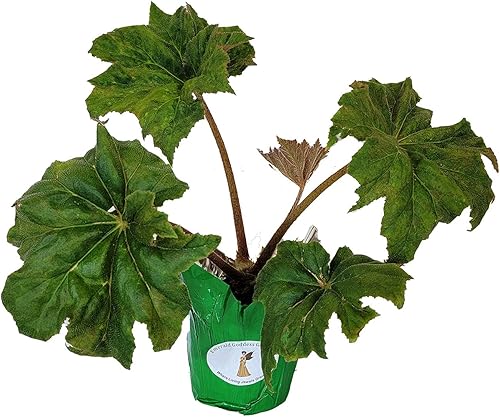 Miniatura 4 de Hercules - Begonia heracleifolia - Planta de sombra antigua viva - Hoja de oro de bronce grande - Flor de primavera rosa - Emerald Goddess Gardens