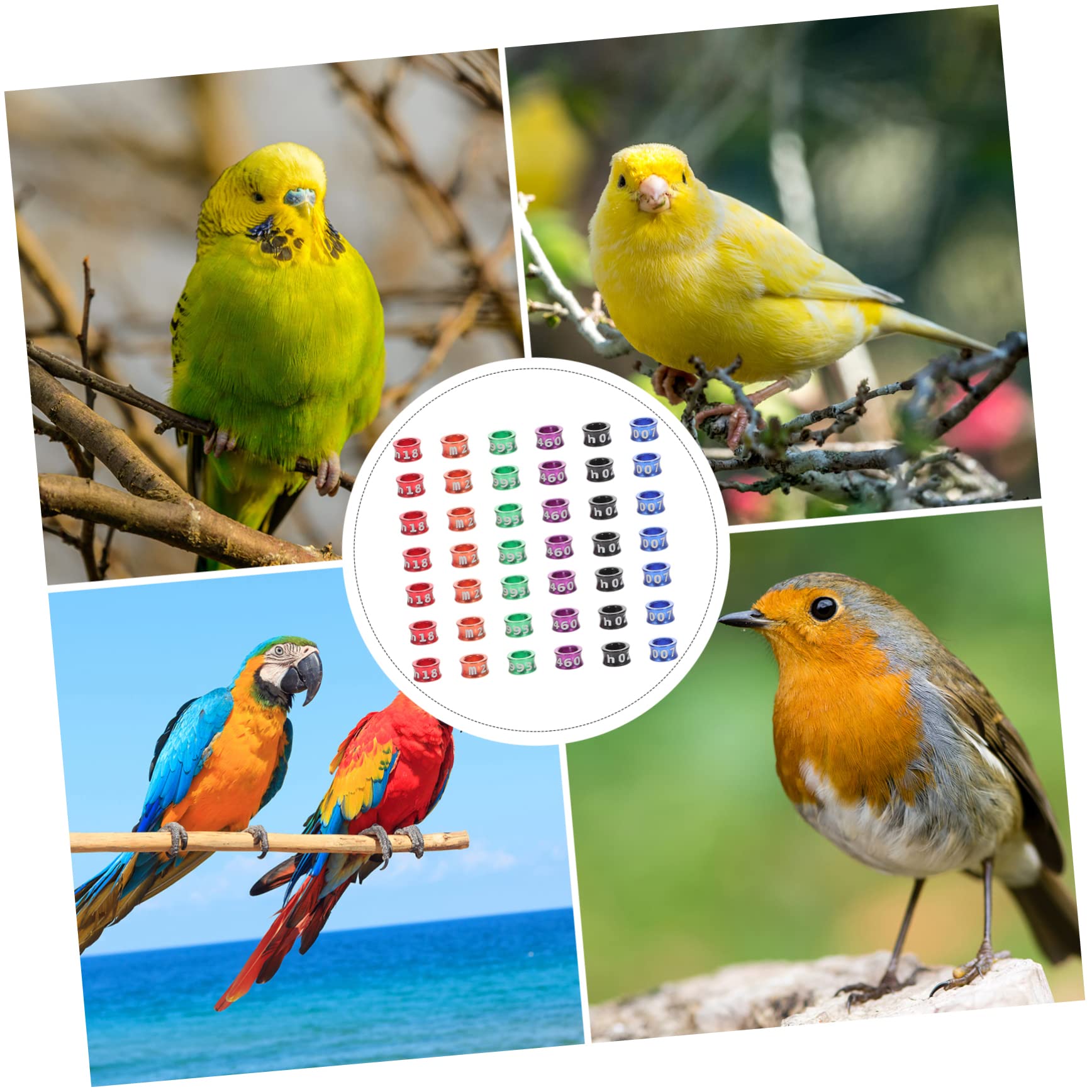 Pierścień do łapek kurczaka, pierścienie identyfikacyjne ptaków, pierścienie do nóg ptaków 50 szt. Drób Gęś na stopy Kaczki Przepiórka Lovebird Gołąb Zięba Game Ptactwo Papuga Gołębie Opaski identyfik