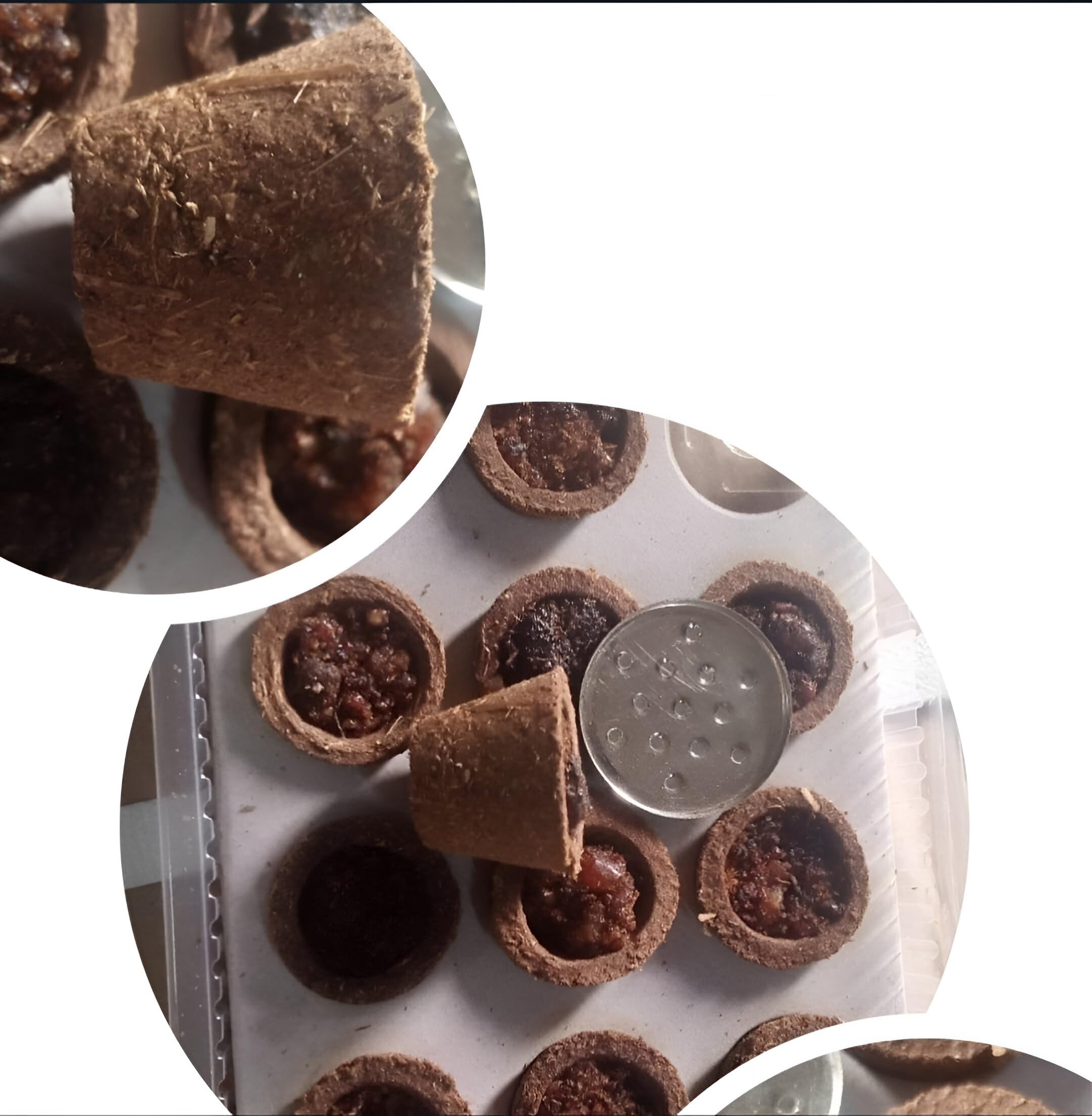 Organic Sambrani Cow Dung Dhoop Cup for Puja | Cow Dung Havan Cups/Sambrani Cups (24 pcs) | Desi Cow Dung Dhoop Cups for Pooja- Jatamassi, Loban, Guggal (Cow Dung Havan Cup)-image-28