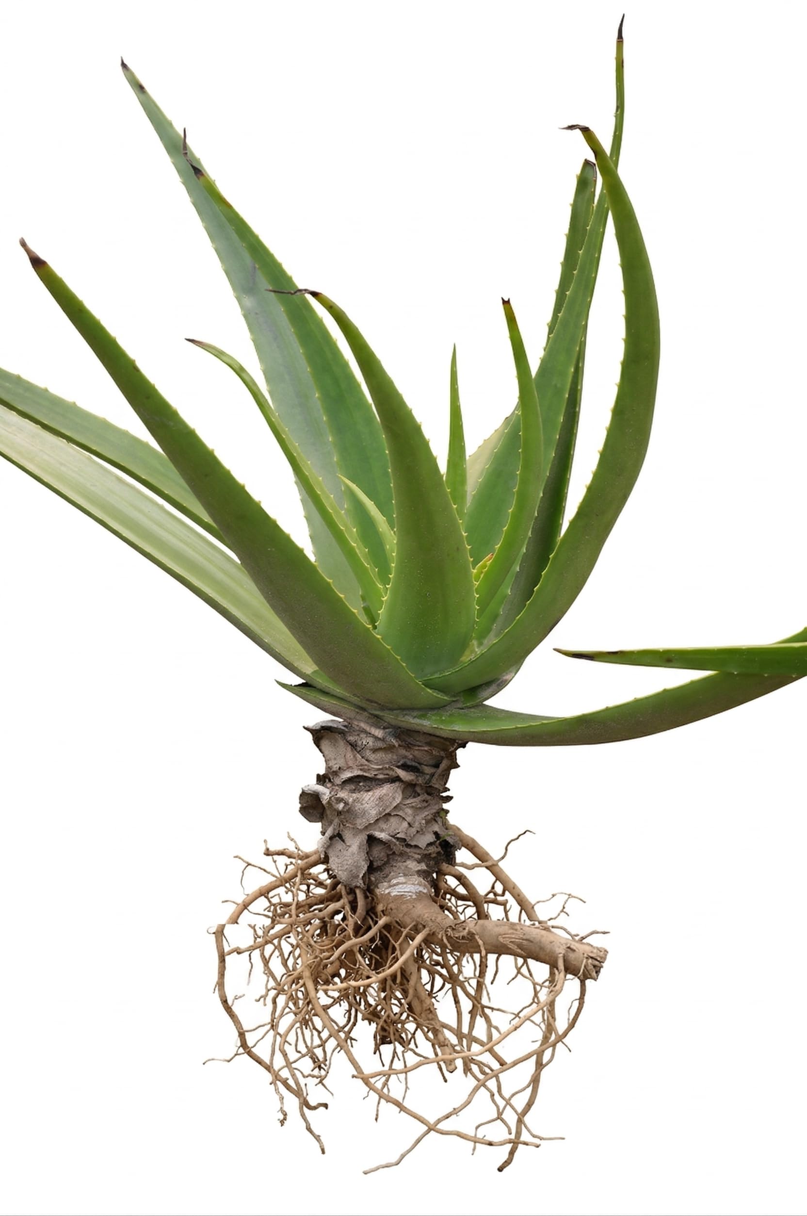 Aloe Vera Live Small Plant Aloe Vera Medicinal Plant for home garden Pack of 1 plant Without Soil-image-31
