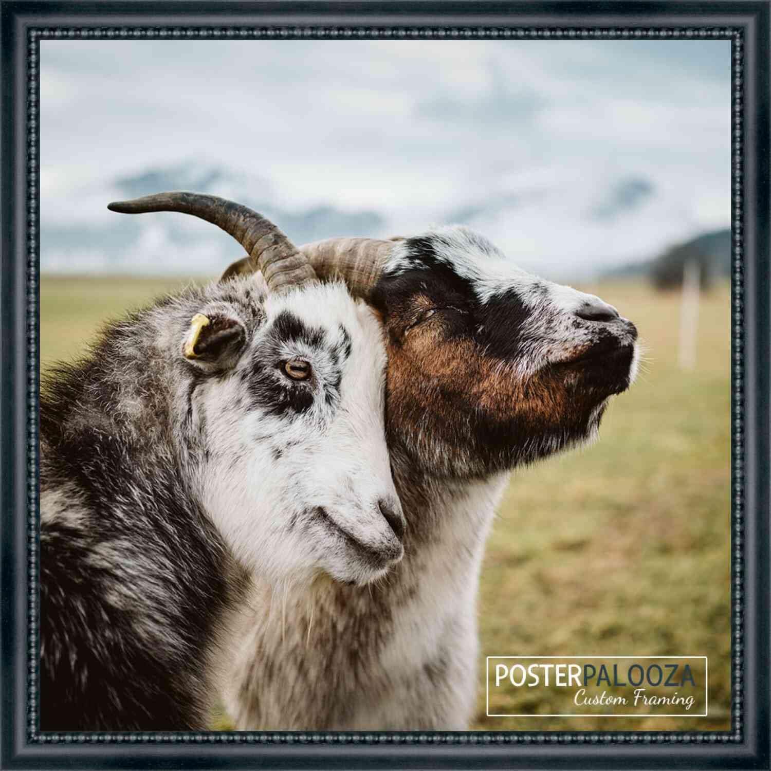 Poster Palooza 18x18 Traditional Black Complete Wood Square Picture Frame with UV Acrylic Plexiglass, Foam Board Backing & Hardware Included