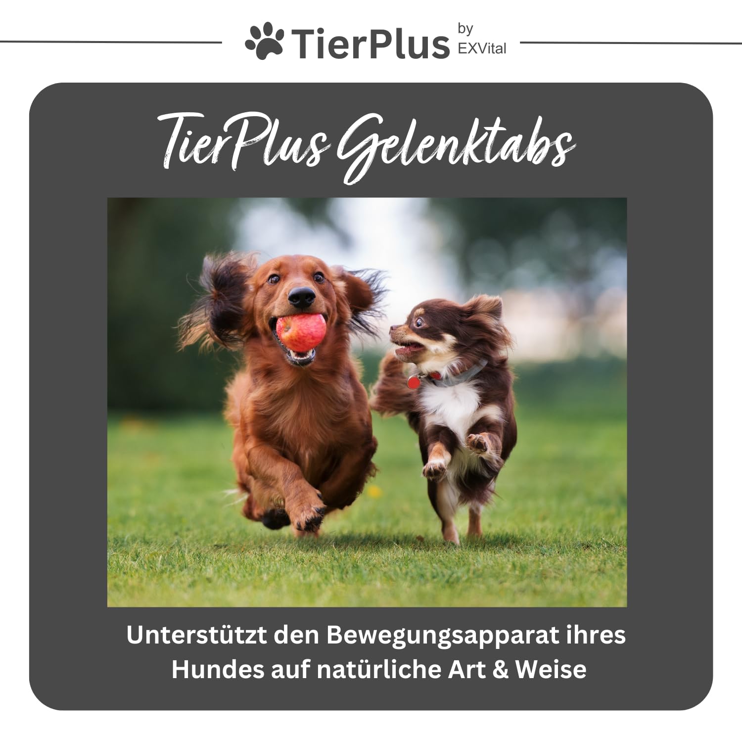 TierPlus Gelenktabletten für Hunde mit Grünlippmuschel, MSM, Ingwer, Chondroitin, Glucosamin und Teufelskralle angereichert. Hohe Fressakzeptanz, 120 Stück, Made in Germany