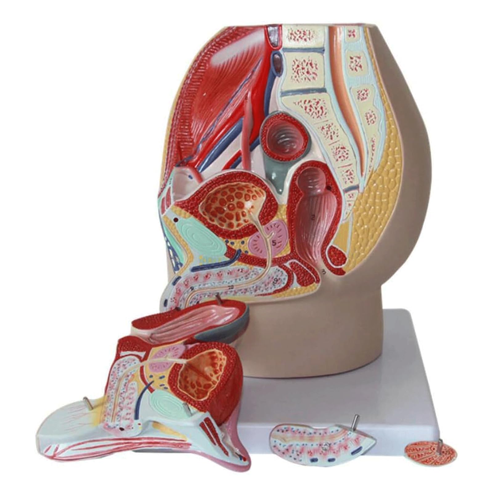 esmen Modello anatomico riproduttivo Modello del Sistema urinario riproduttivo Forniture per studi Medici per studi Medici e aule