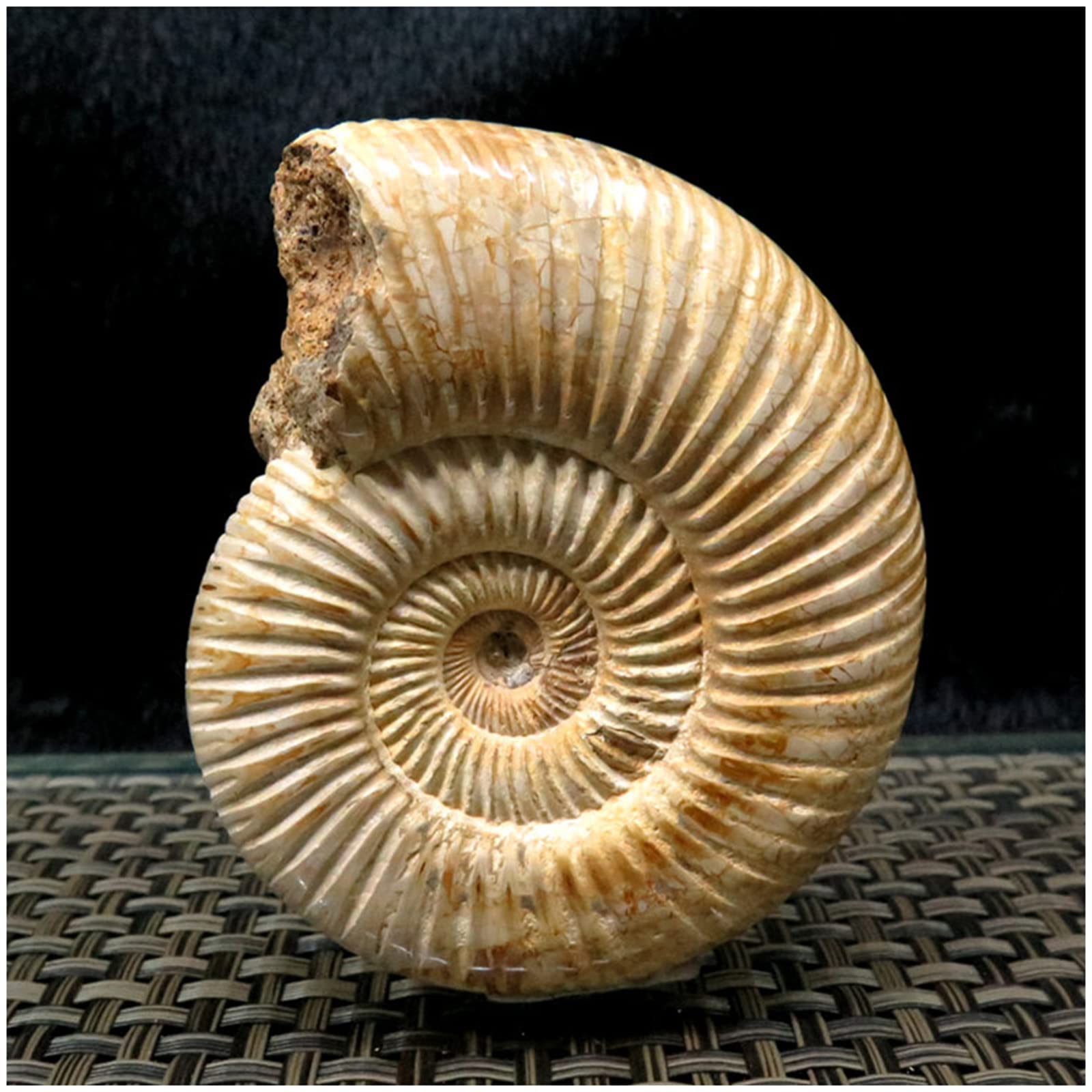 Fossili di ammonite - Esemplare naturale di fossili di paleontologia - Spirale di ammonite ?Artigianato Atural per collezioni fossili e scopi educativi (con base)