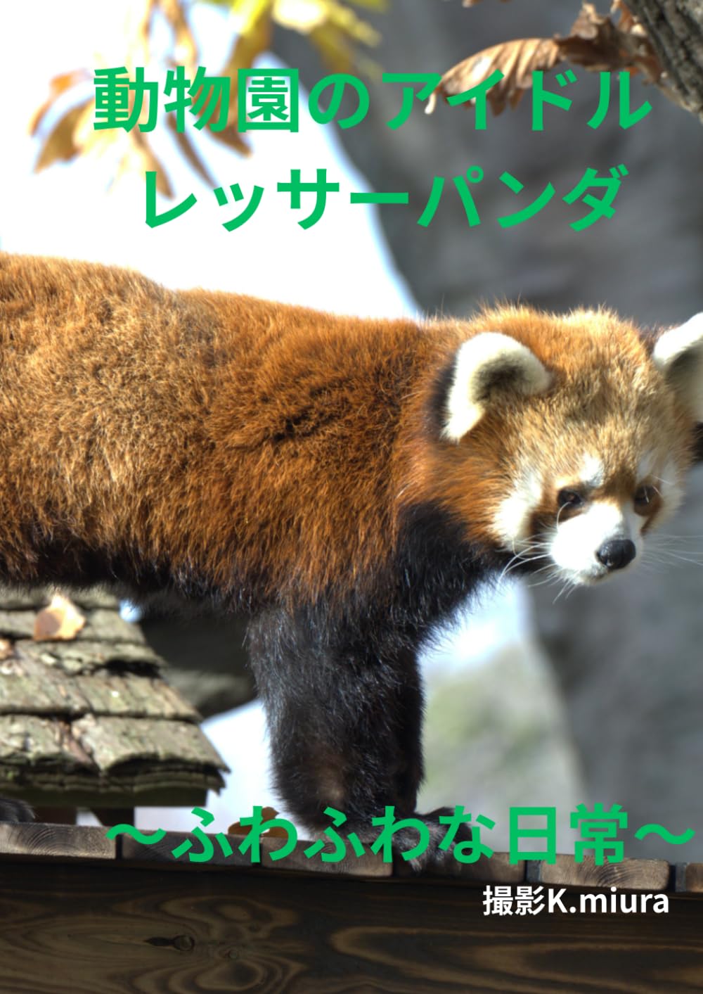 動物園のアイドル レッサーパンダ: 〜ふわふわな日常〜 (Animal Photo Collection)