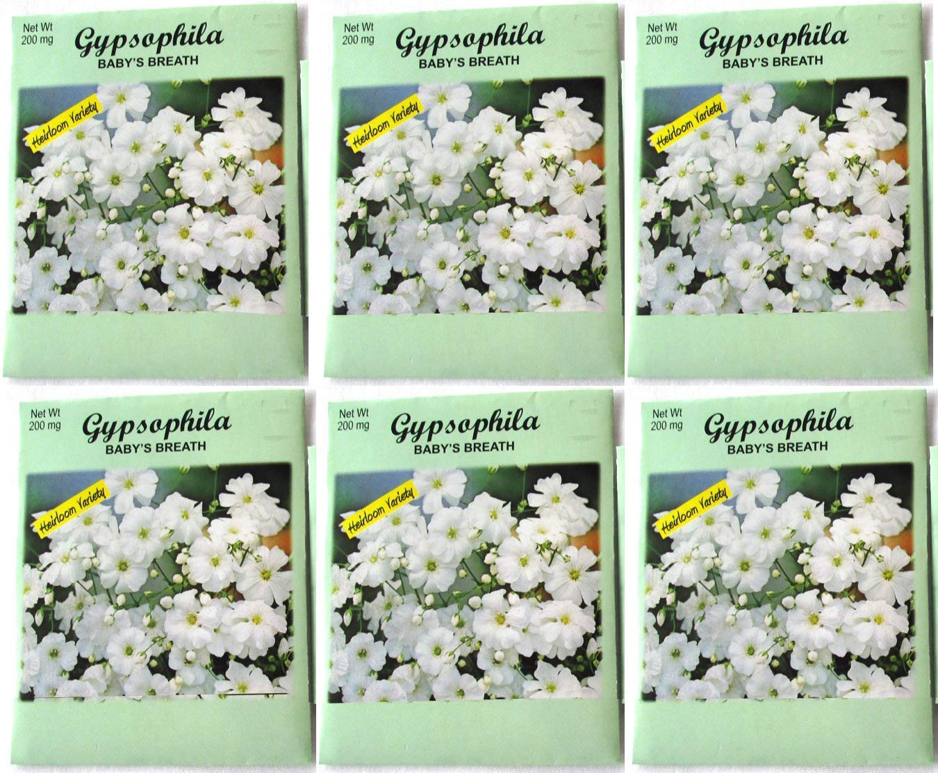 Amazon.com: 200 MG Gypsophila Baby's Breath Heirloom Variety