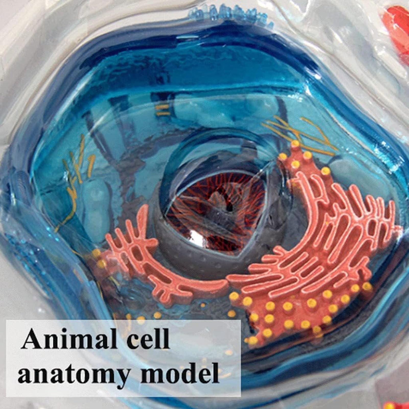 Generico Modello di cellula animale 4D, organelli cellulari, modello di apprendimento della cellula animale, struttura microbiologica sotto il microscopio, 24 parti staccabili