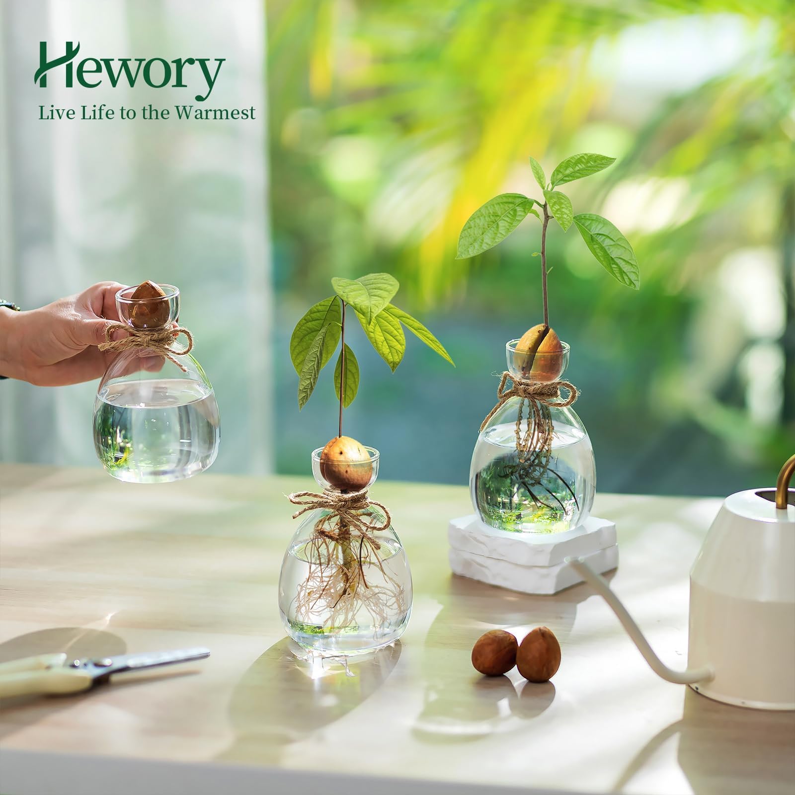 Hewory Lot de 3 vases à avocat en verre : lot de 3 vases en forme de gland - Kit de culture de graines d'avocat - Cadeaux de propagation pour les amateurs de plantes