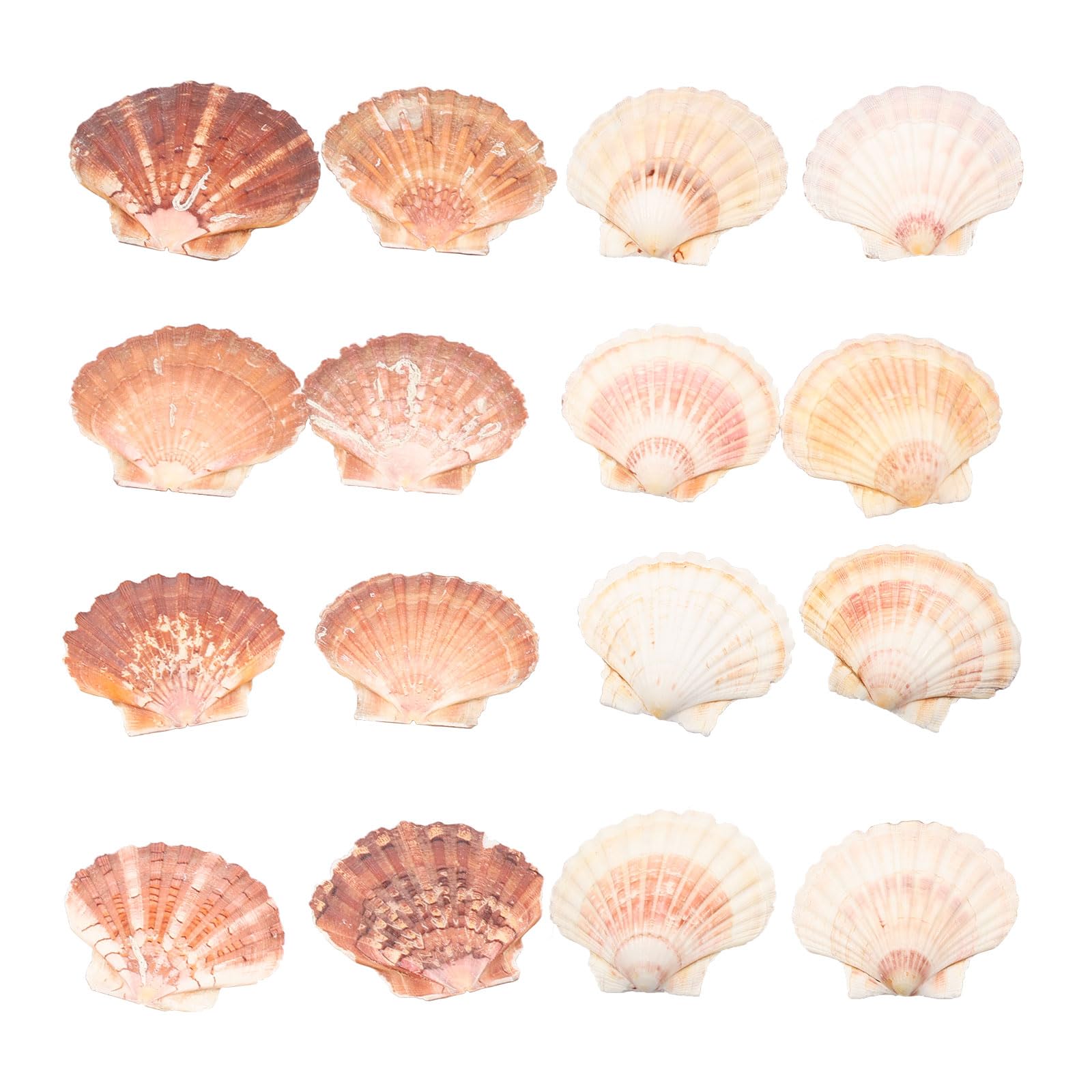 16Pcs Natural Scallop Shells 4-4.7 Inch Large Sea Shells for Crafts DIY Painting with Unique Grain Color and Shape, Bulk Flat Scallop Shell and Giant Clam Shell to Make Seashell Wind Chime Artwork