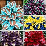 355+ Perennial Hosta Seeds for Home Garden - Shade-Tolerant Foliage Plant