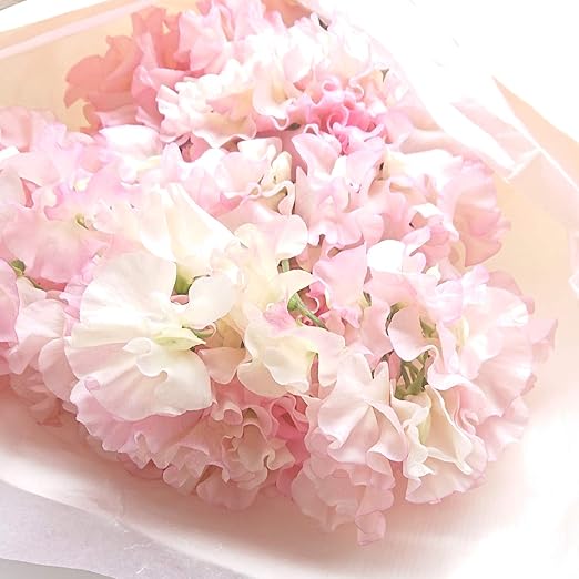 Amazon Maison Fleurie二子玉川本店 フラワーギフト スイートピー 30本 花束 ブーケ バレンタインデー ホワイトデー 1月の誕生花 誕生日 御祝 発表会 ピンク系 花束 Mサイズ メゾンフルーリ 花束 オンライン通販