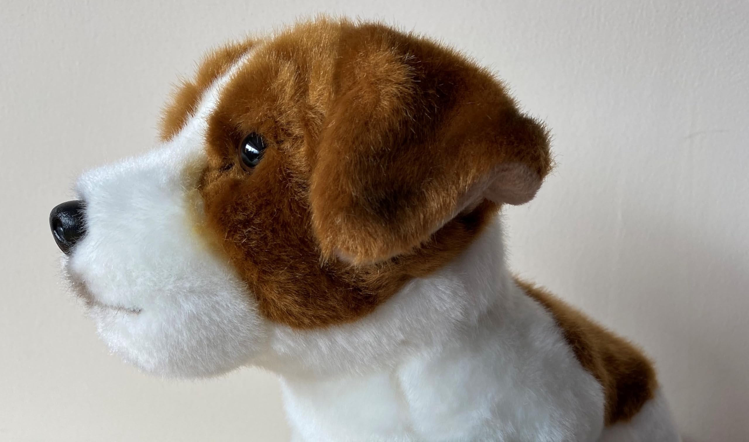 Amazon.com: Jack Russell 12