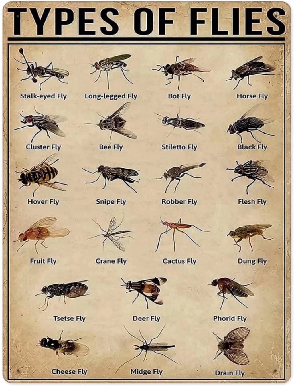 Health Clinic Insect Poster