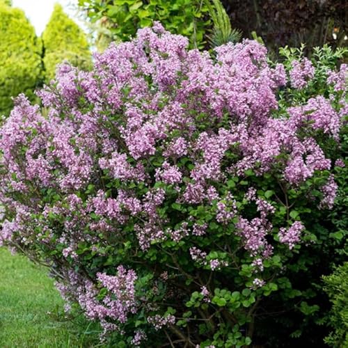 Lilas Microphylla Superba - Syringa Microphylla Superba 40/50 cm Pot 3l - Plante En Pot - Hauteur 40/50 cm