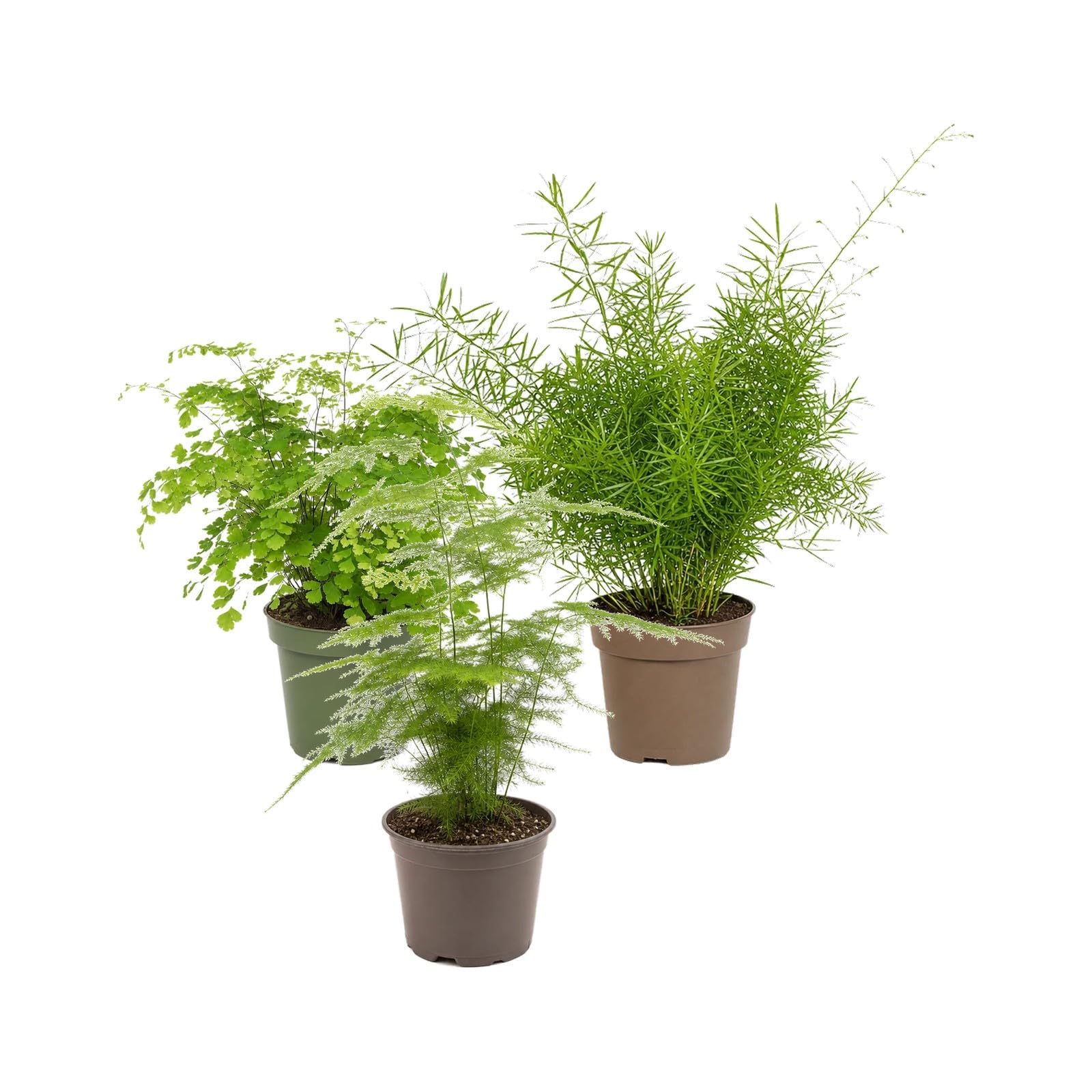 DECOALIVE 3 Plantas Naturales para Aficionados a las Plantas
