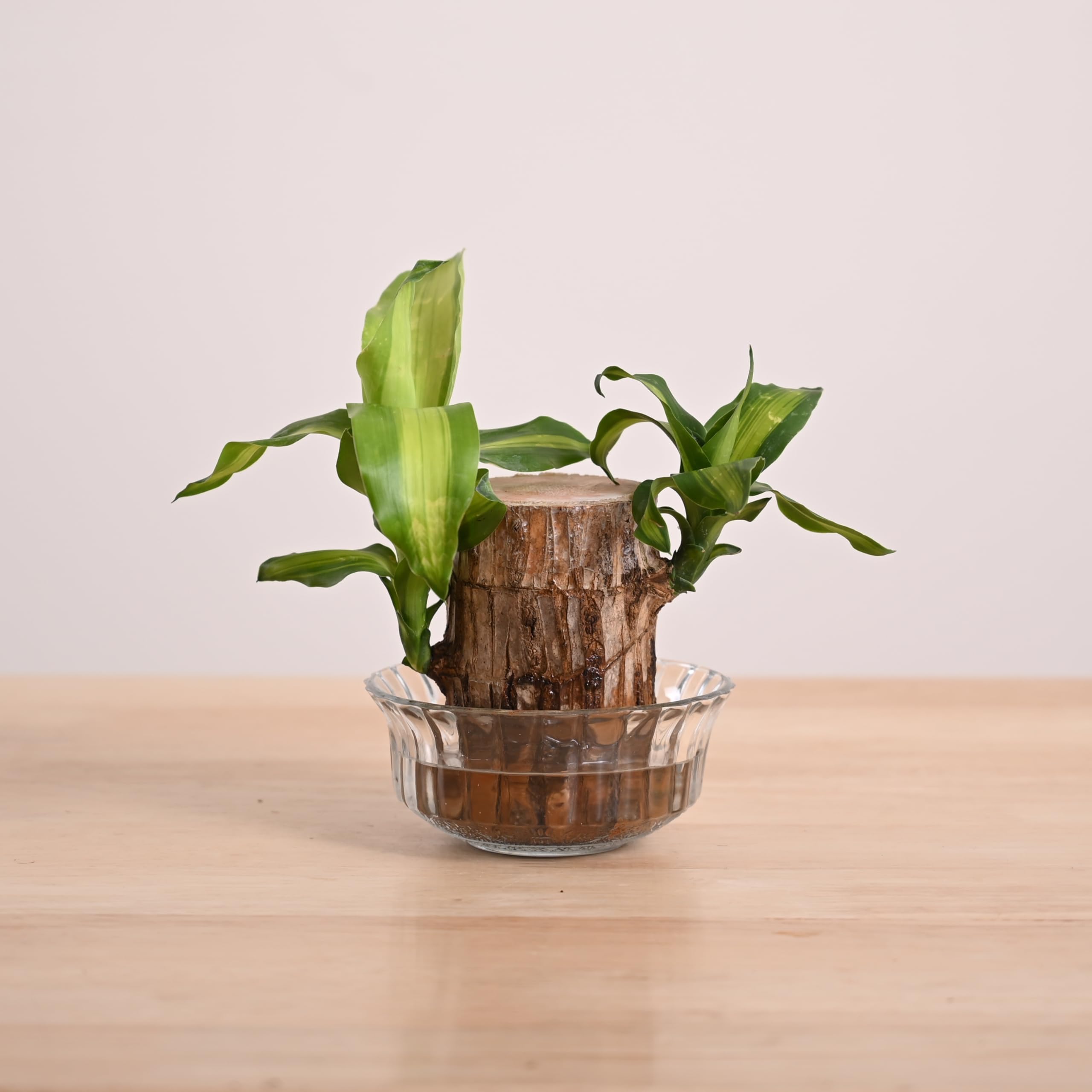 Brazilian Wood Live Plant with Lotus Glass Bowl | Indoor Live Lucky Brazilian Wood Plant for Living Room, Home, Office, Table, Kitchen & Desk Decor