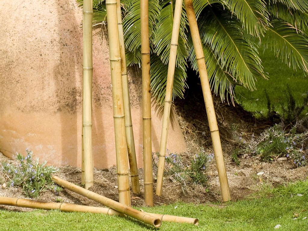 Suinga Set di 4 Canne di bambù decorativi in ​​bambù da 180 cm, 35/40 mm, tutori rotondi in legno, paletti da giardino, separazione