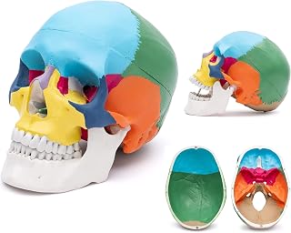 Life Size Adult Anatomical Medicine Human Skull Model Colored Human Skull 3 Parts 22 Bones Colored Anatomy Skeleton Sample for School Training Skeleton Model