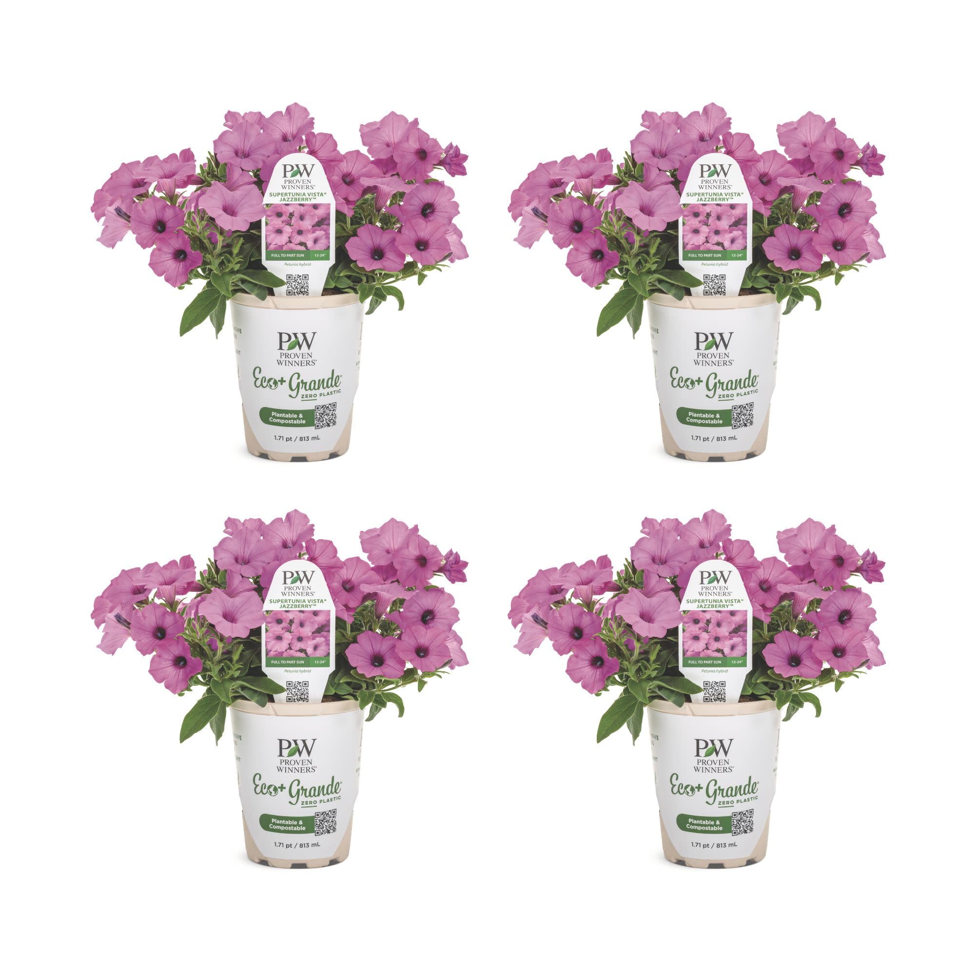 Amazon.com : Proven Winners Supertunia Vista Jazzberry Petunia