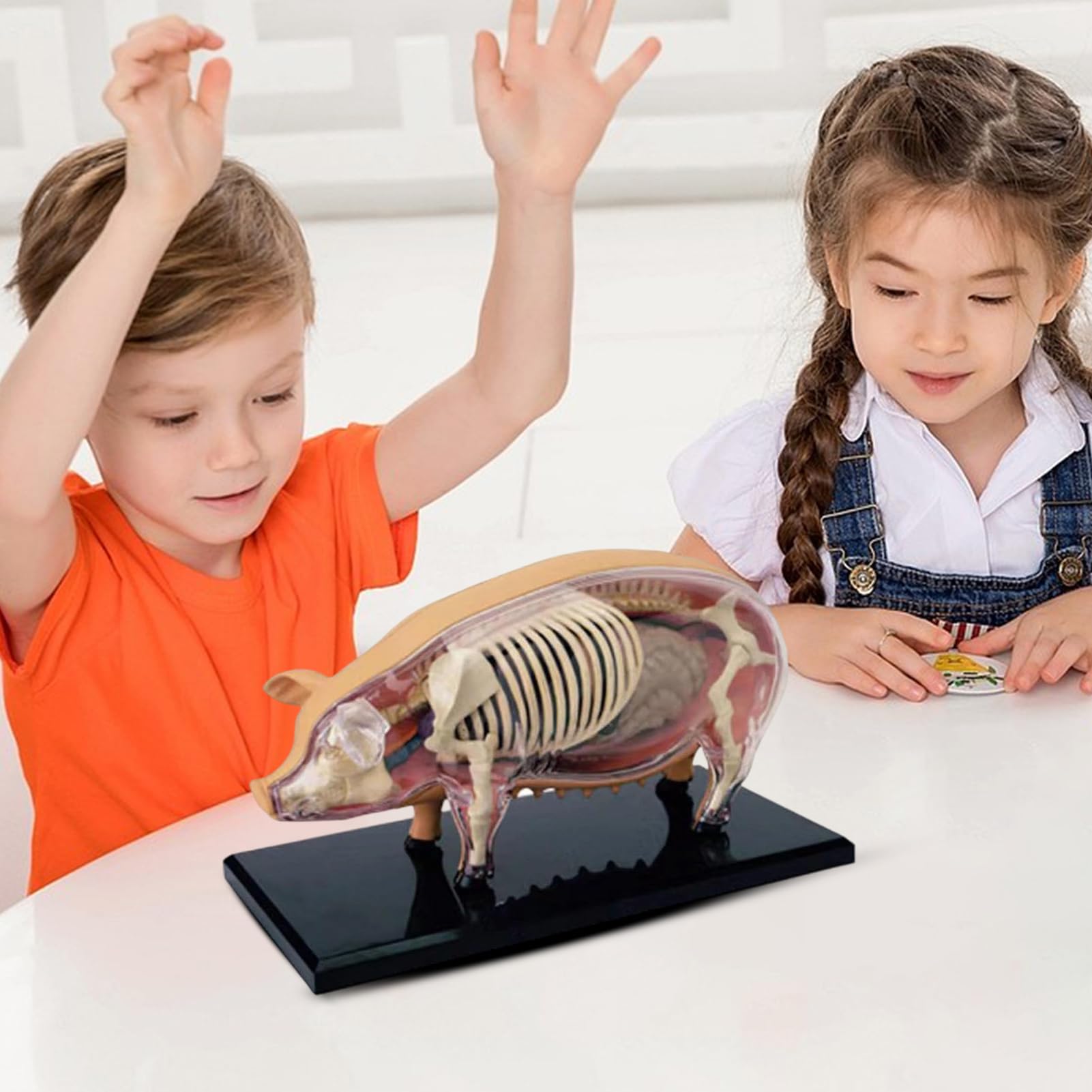 Di Anatomia Per Studio - Di Anatomia Di Maiale Allenamento | Strumento Scientifico Giocattolo Dimostrazione Biologica,Materiale Didattico Per Studenti Laboratori