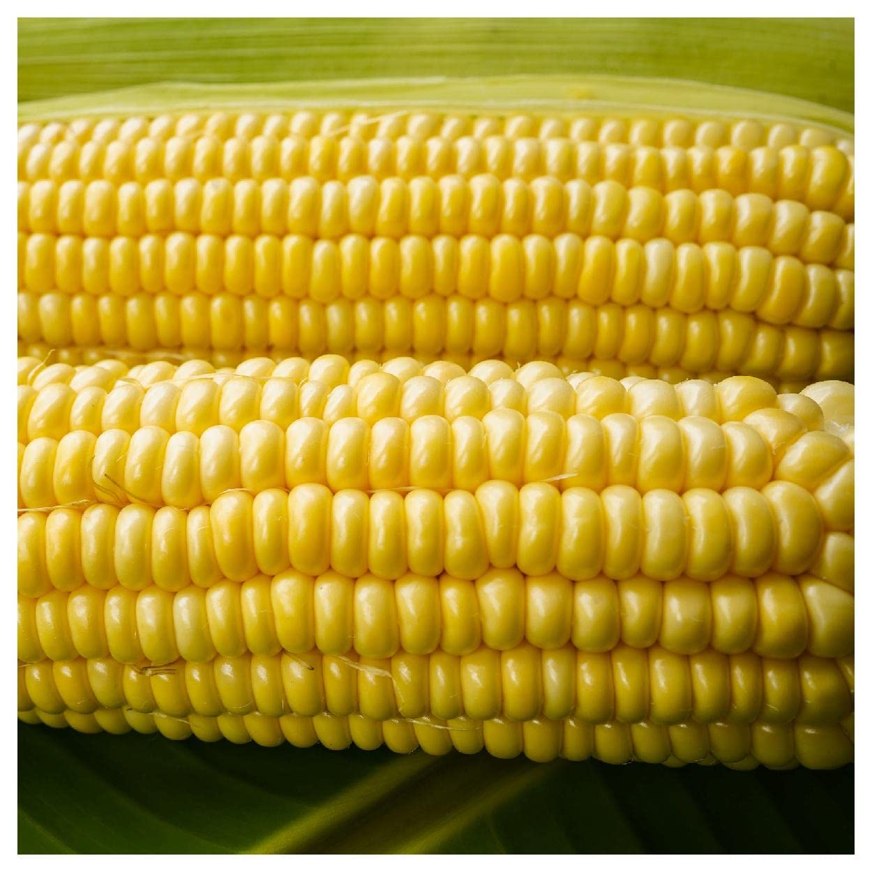 Everwilde Farms Honey Select Corn Seed