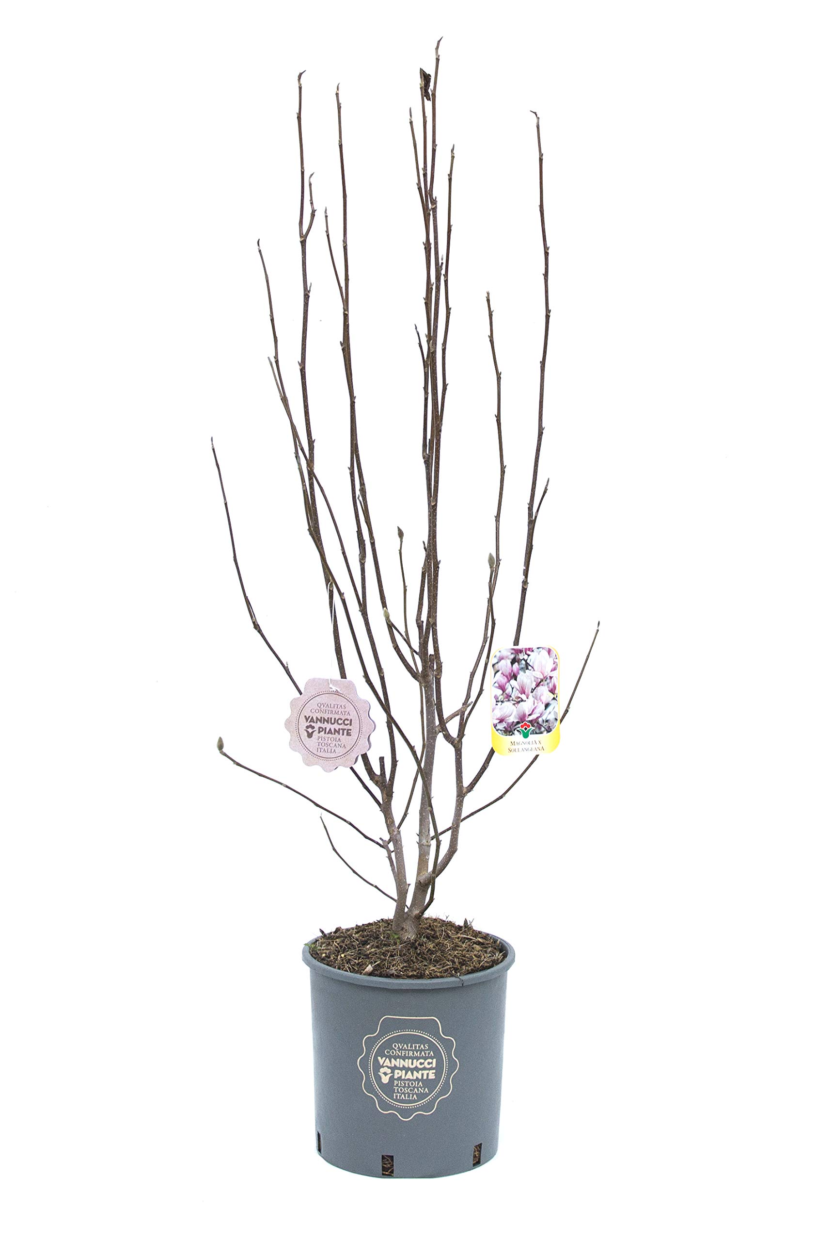 Vannucci Piante - Magnolia x soulangeana, Magnolia da fiore, Pianta vera in vaso, Pianta da terrazzo