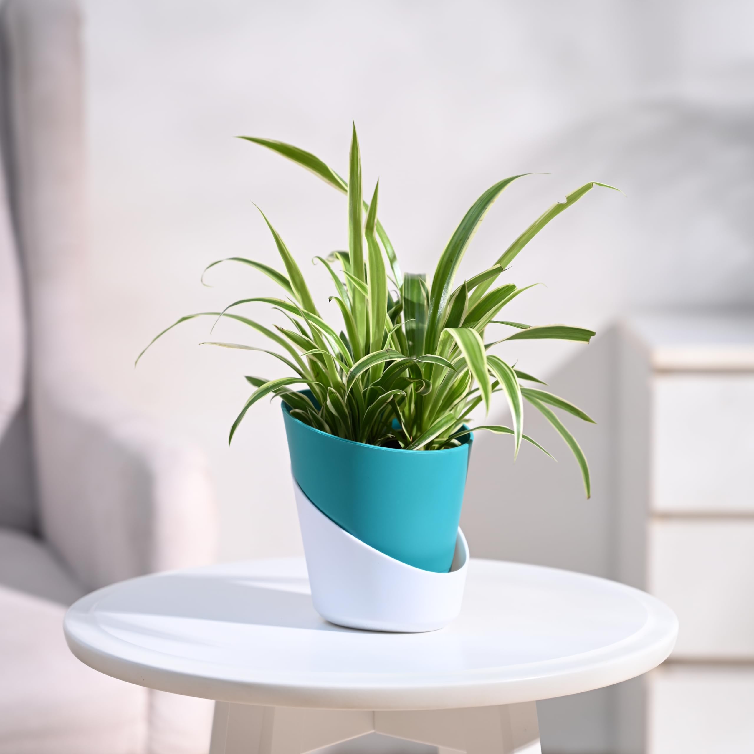 UGAOO Spider Plant Indoor Live Plant for Home with Atlantis Self Watering Pot (Teal, Small) (B0D7CXK87T) Amazon Price History, Amazon Price Tracker