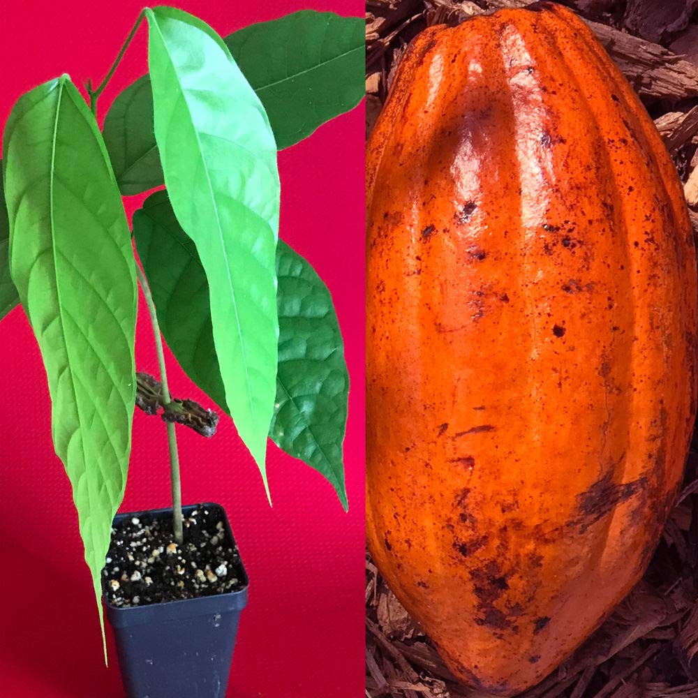 TRINITARIO Theobroma Cacao Cocoa Chocolate Fruit Tree Potted Plant RED Medium