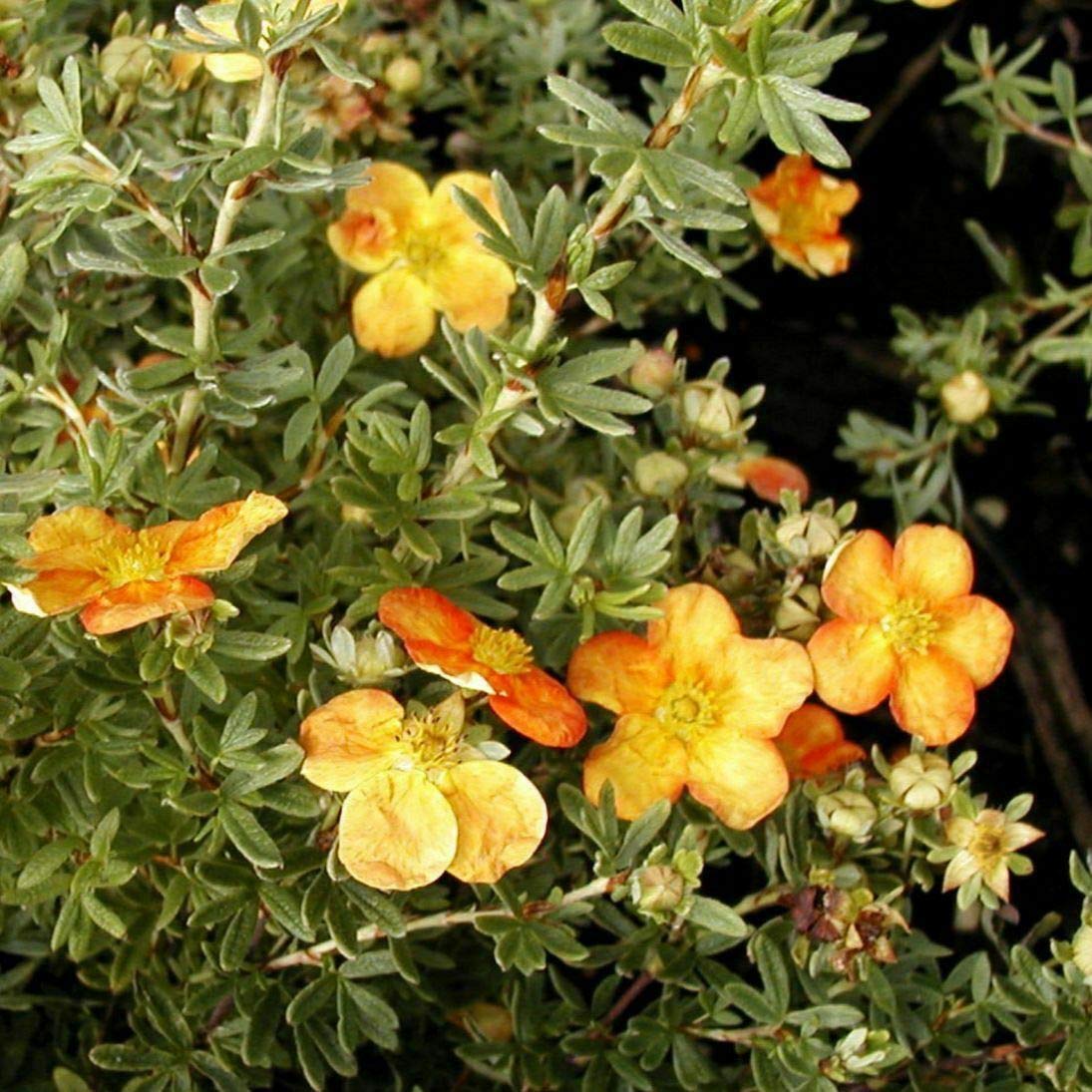 POTENTILLA FRUTICOSA 'Sunset - SHRUBBY Cinquefoil - Approx 6-8 INCH