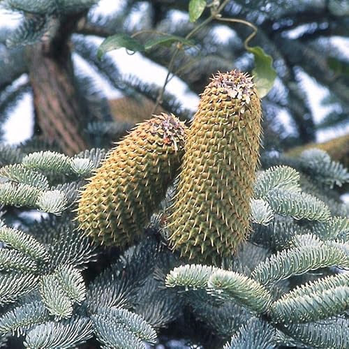 Myseeds.co Brand - World Of Fir, Pine, Spruce Tree Seeds For Bonsai, Hobby, Landscape, Ez-Pac You Choose Color (Blue Danish Fir - 0.25 Oz) #TOP1