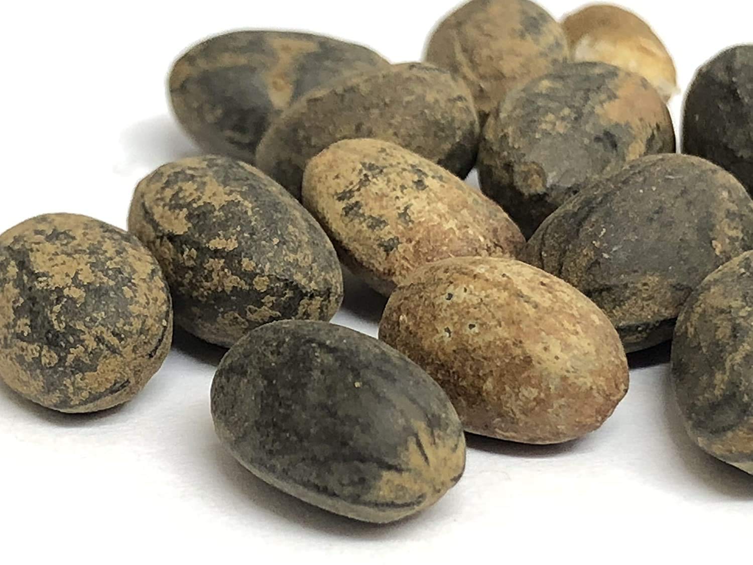 Herbs Live Croton Tiglium Seeds/Jamalghota Seeds (250 Grams) (B08LK7YVN2) Amazon Price History, Amazon Price Tracker