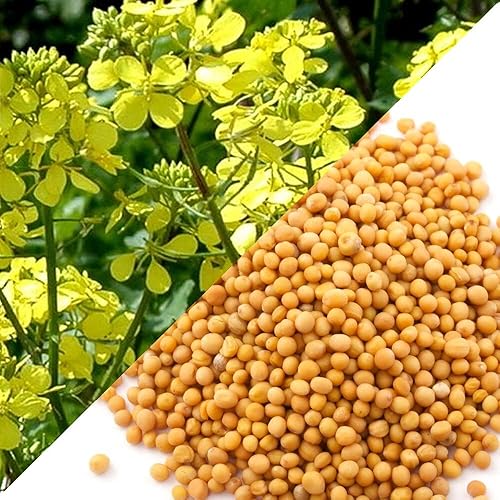 Miniatura 4 de Semillas de Mostaza Blanca No GMO Heirloom 500 Semillas