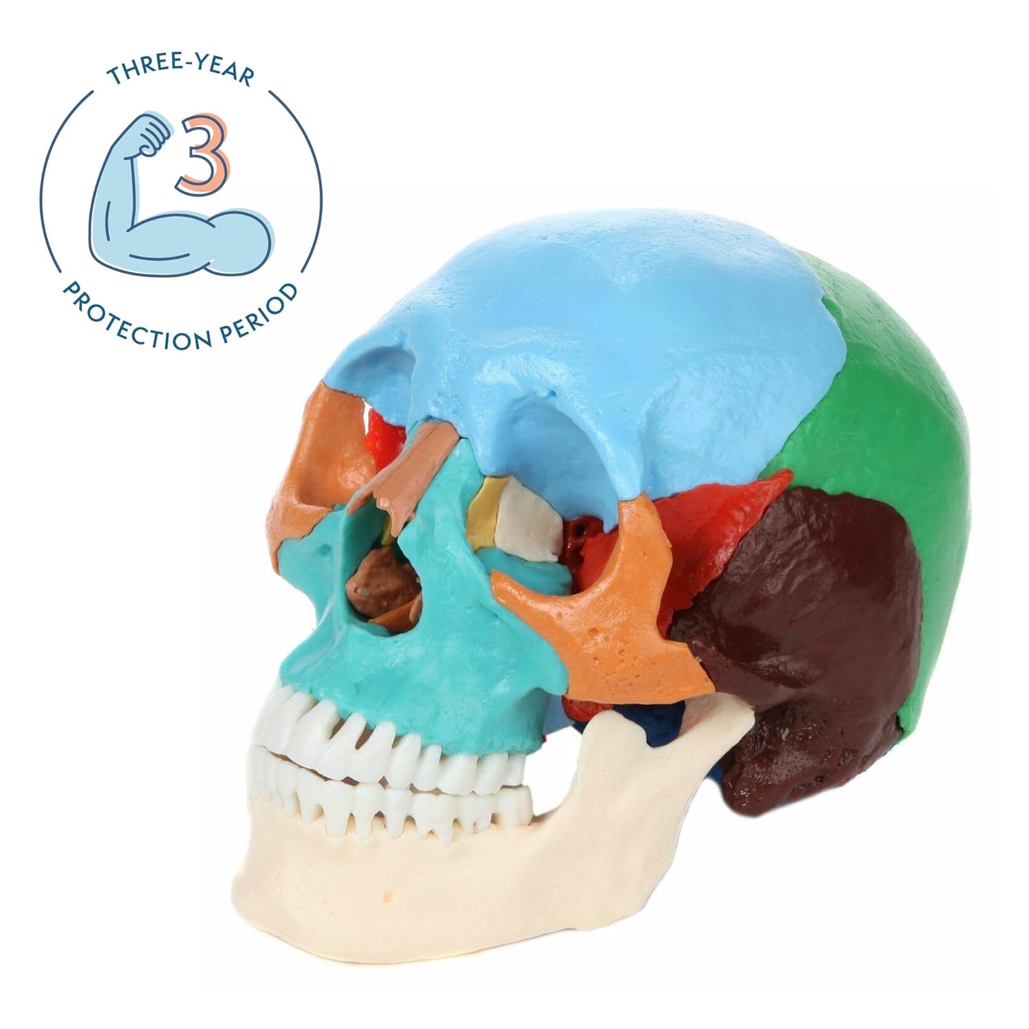 Axis Scientific 22-Part Painted Human Skull Model | Molded from a Real Human Skull This Life Size Plastic Colored Skull Disassembles into 22 Bones | Includes Detailed Product Manual