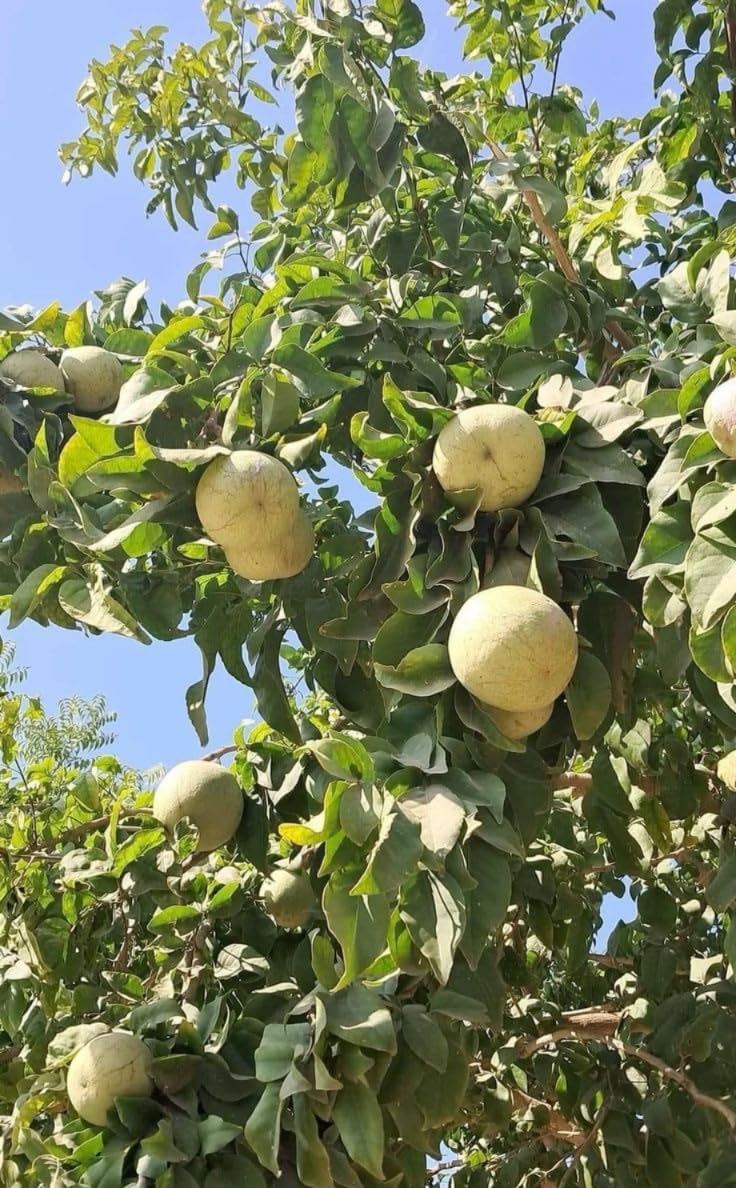 Thai Bael Plant Grafted and Hybrid Plants बिल्व, बेल For your home and graden Outdoor Fruit Plant (Pack Of 1)