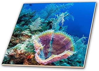 3dRose Azure Vase Sponge, Jardines de la Reina NP Cuba, Caribbean - Ceramic Tile, 4-inch (ct_209595_1)