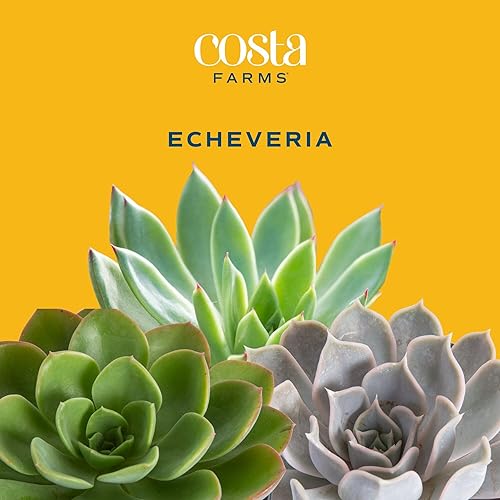 Miniatura 4 de Plantas vivas HAWORTHIA de Costa Farms, Echeveria