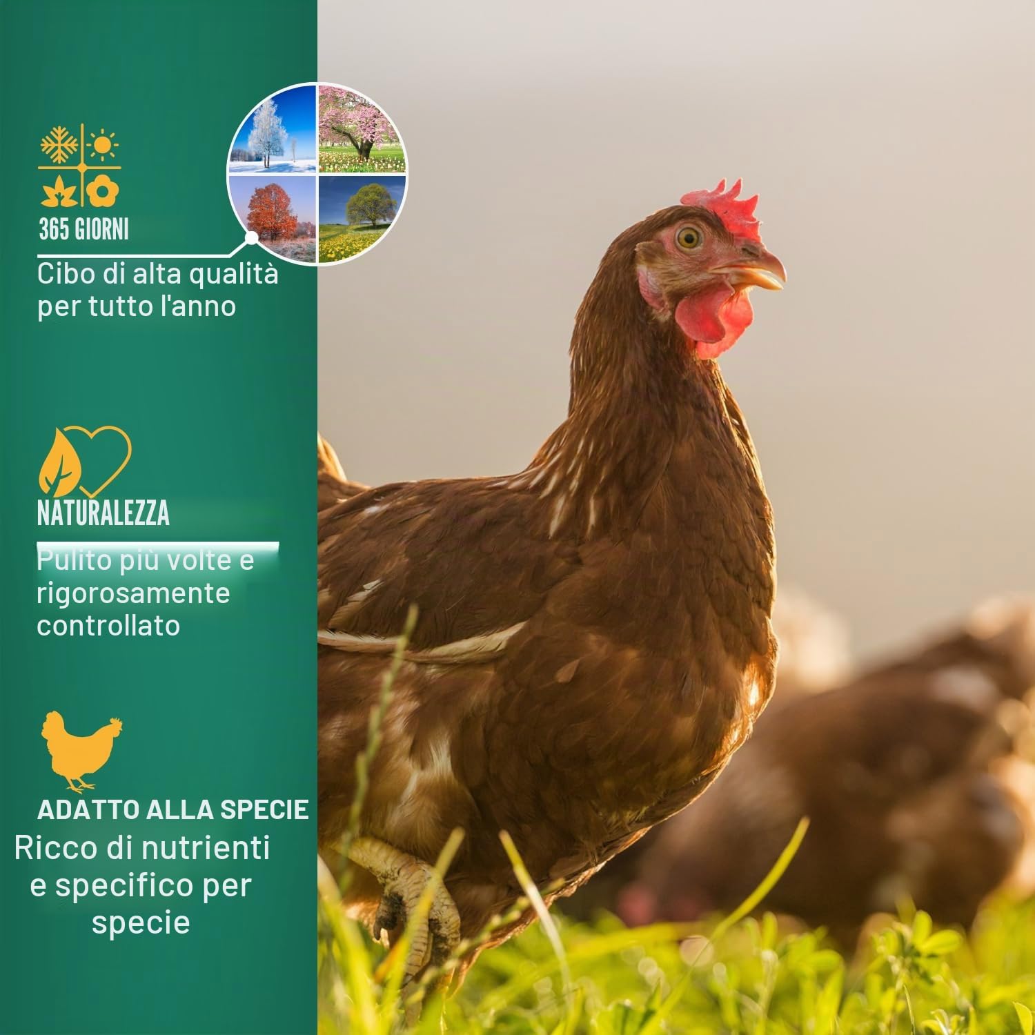 Agrarzone PREMIUM Mangime per galline ovaiole sfarinato 25 Kg - Qualità premium Austriaca, 100% naturale e senza OGM - Aumenta numero e dimensione delle uova, per galline sane