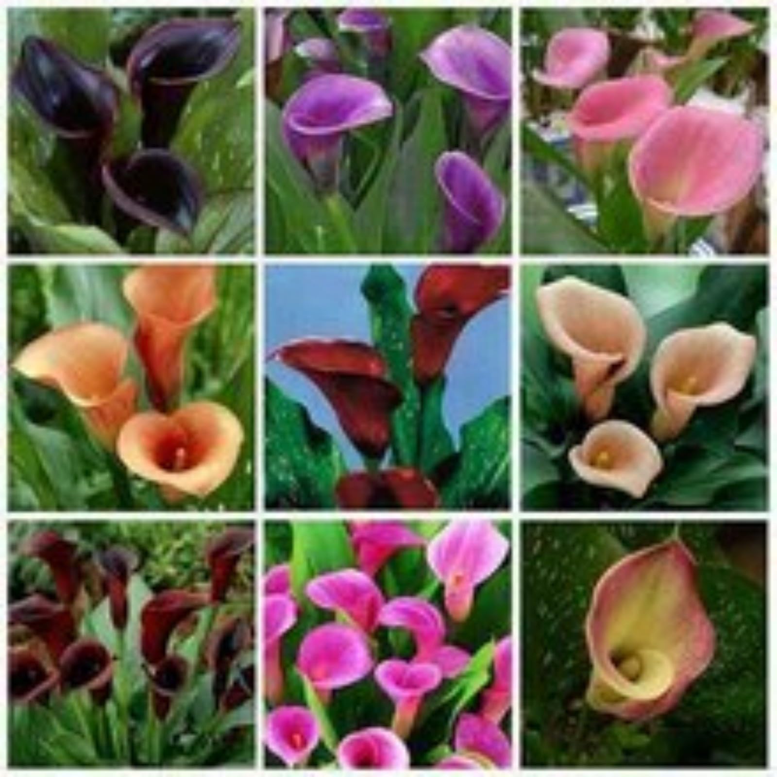 Calla Lily Bulbs,Garden Flowers,Calla Lily Bulbs for Planting Now UK,Plant Bulbs,Cut Flowers,Hardy Perennial,Wedding Flowers-10bulbs-A