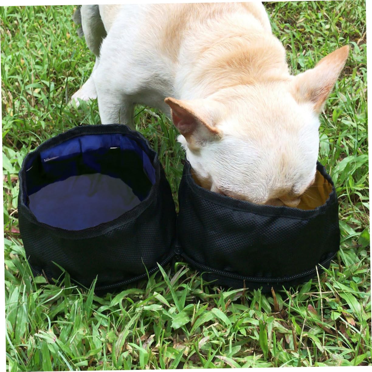 Angoily 2pezzi Ciotole Pieghevoli Per Cani e Gatti Di Ciotole Portatili Per Alimentazione Per Viaggi e Attività All Aperto Facili Da Trasportare Con Moschettone Capacità Per Animali
