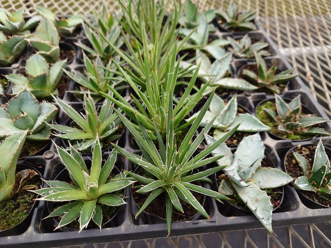 アガベ 鉢植発送 ドラゴンアガベ スナグルトゥース 暴牙 特選 大株