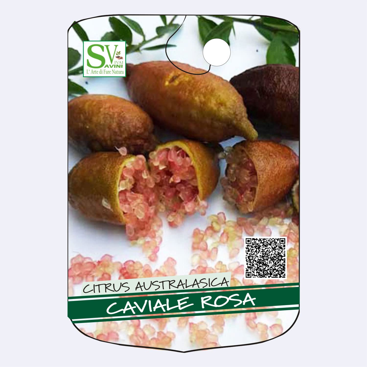 SAVINI VIVAI Pianta di Limone Caviale Rosa Albero di Agrumi Finger Lime Limone ad Alberello in Vaso 20 cm Altezza 50-70 cm 2 Anno di Innesto Made Italy