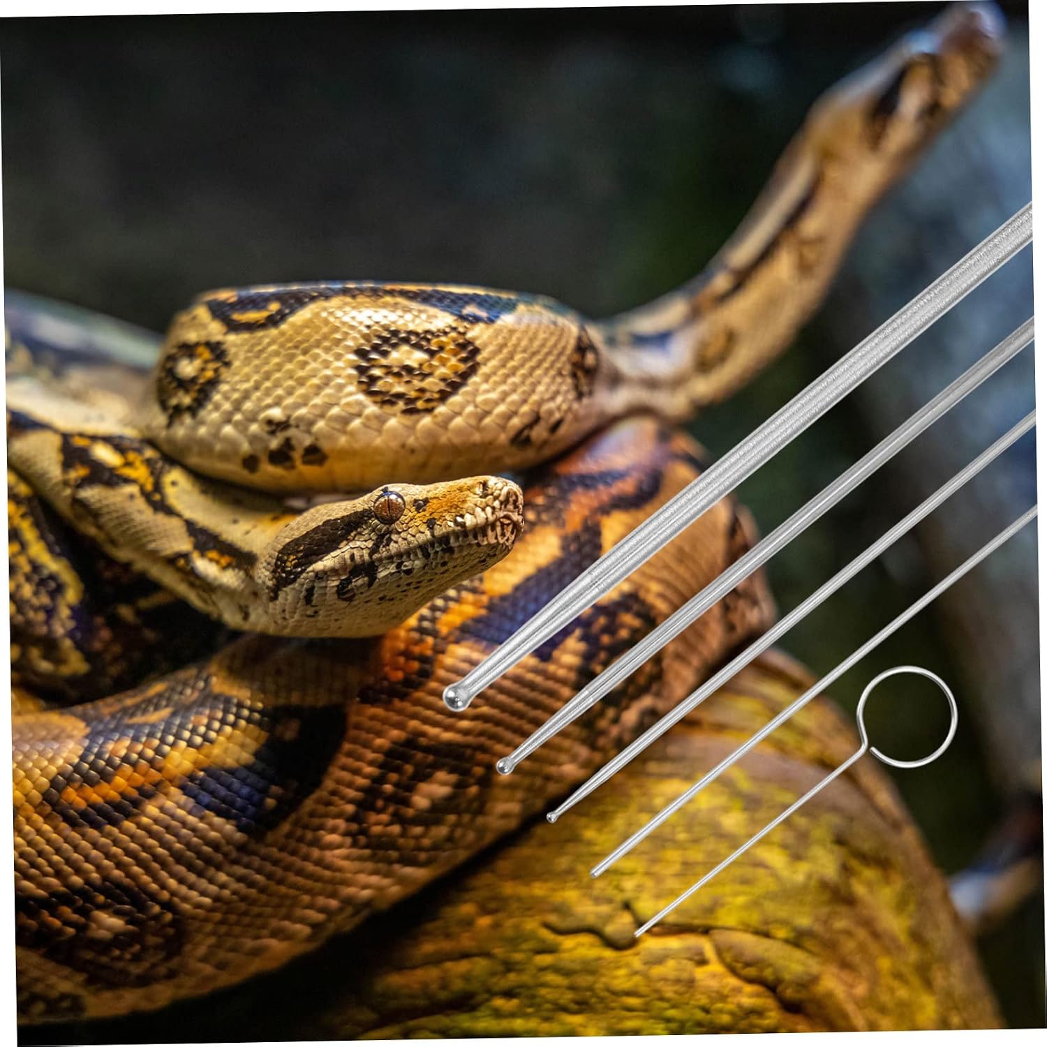 6Pcs Professional Snake Gender Detector Probe Kit for Reptile Gender Detection Toy Snake Probe for Accurate Sexing of Snakes and Reptiles