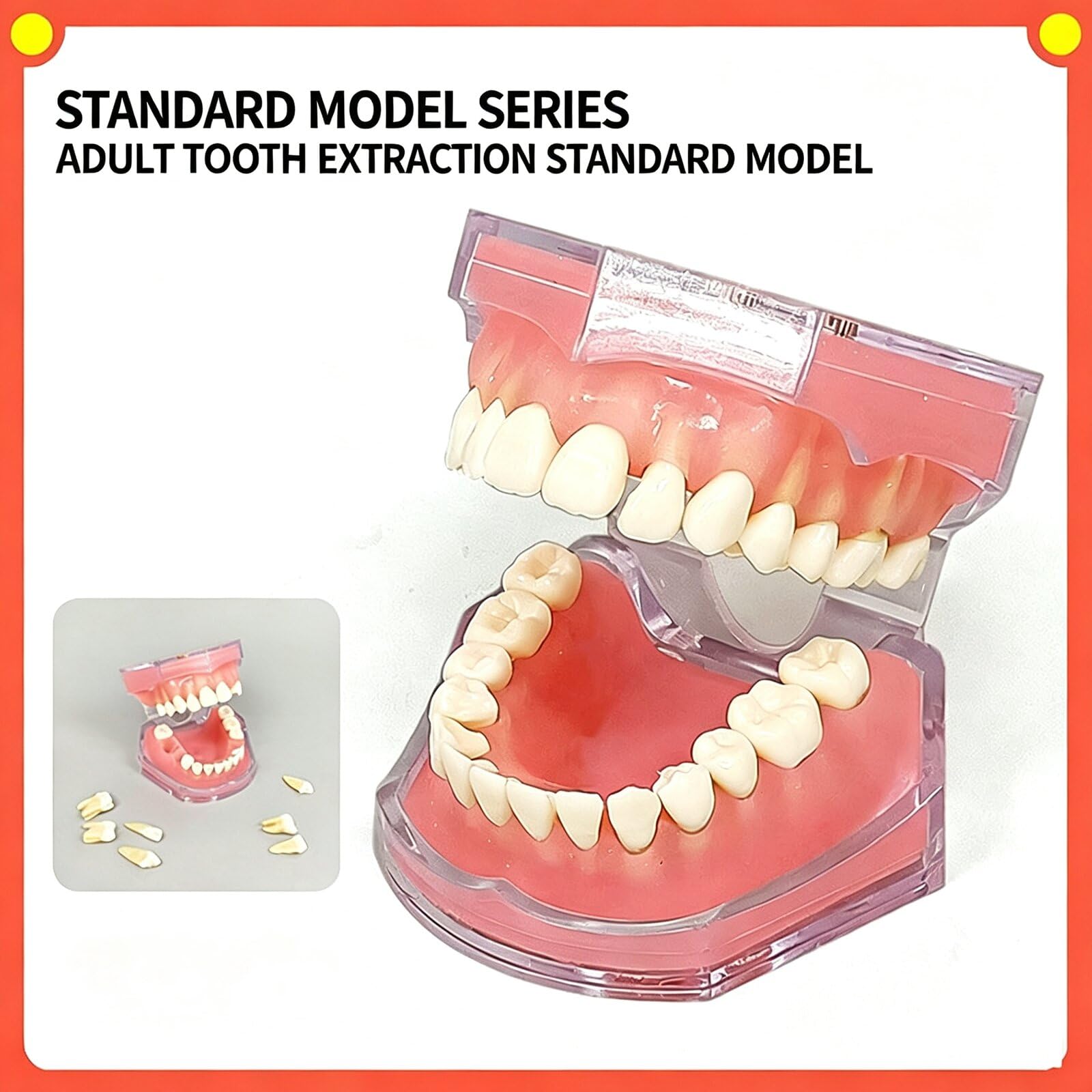 Modelo de Dientes de Demostración Dental con Todos los Dientes Removibles - Modelo de Cepillo de Dientes - Dispositivo de Entrenamiento para Estudiantes y Pacientes
