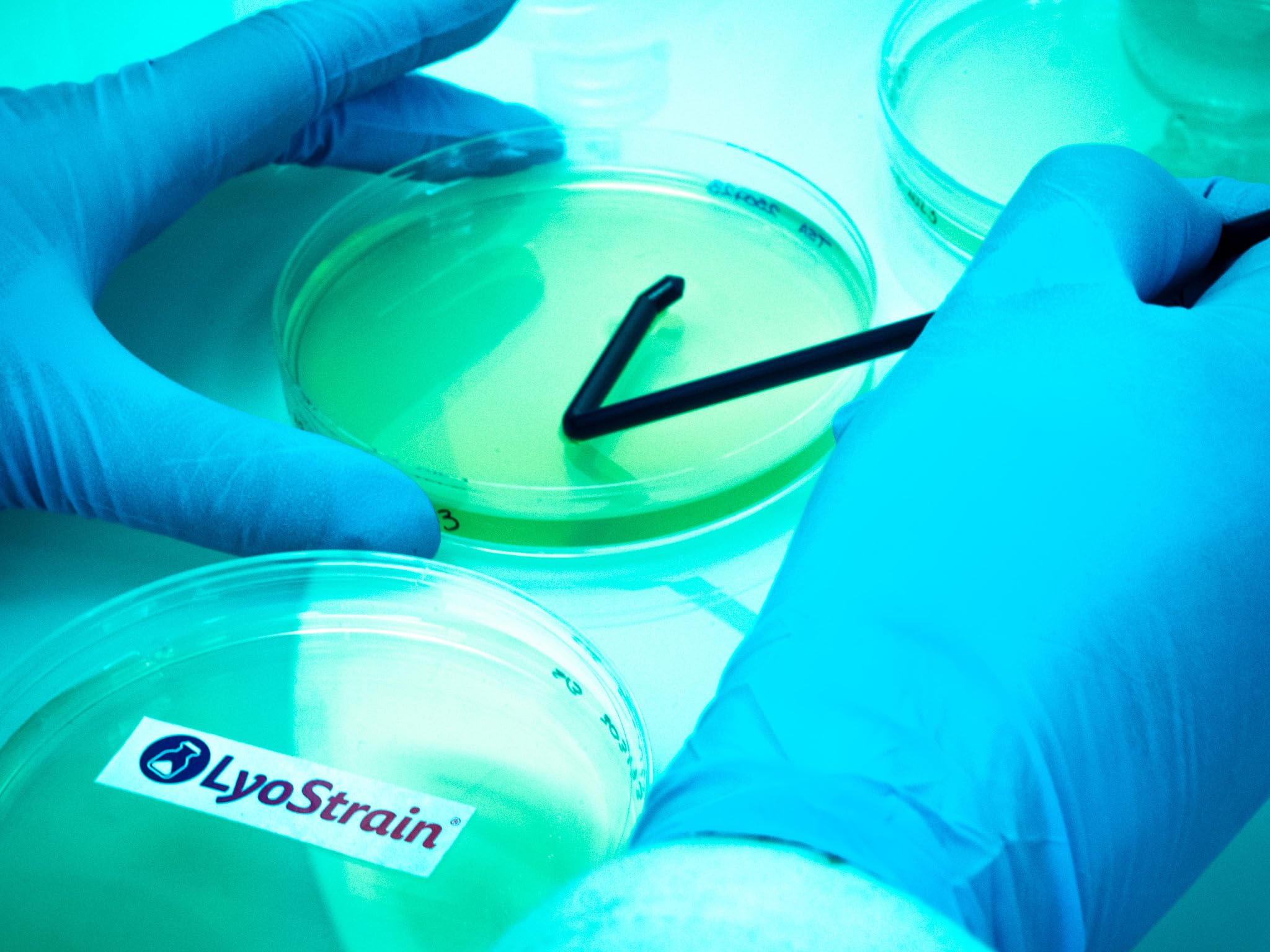 PLACAS AGAR TSA CRECIMIENTO GENERAL BACTERIAS - 20 PLACAS PETRI CON AGAR - MEDIO CULTIVO MICROBIOLOGICO