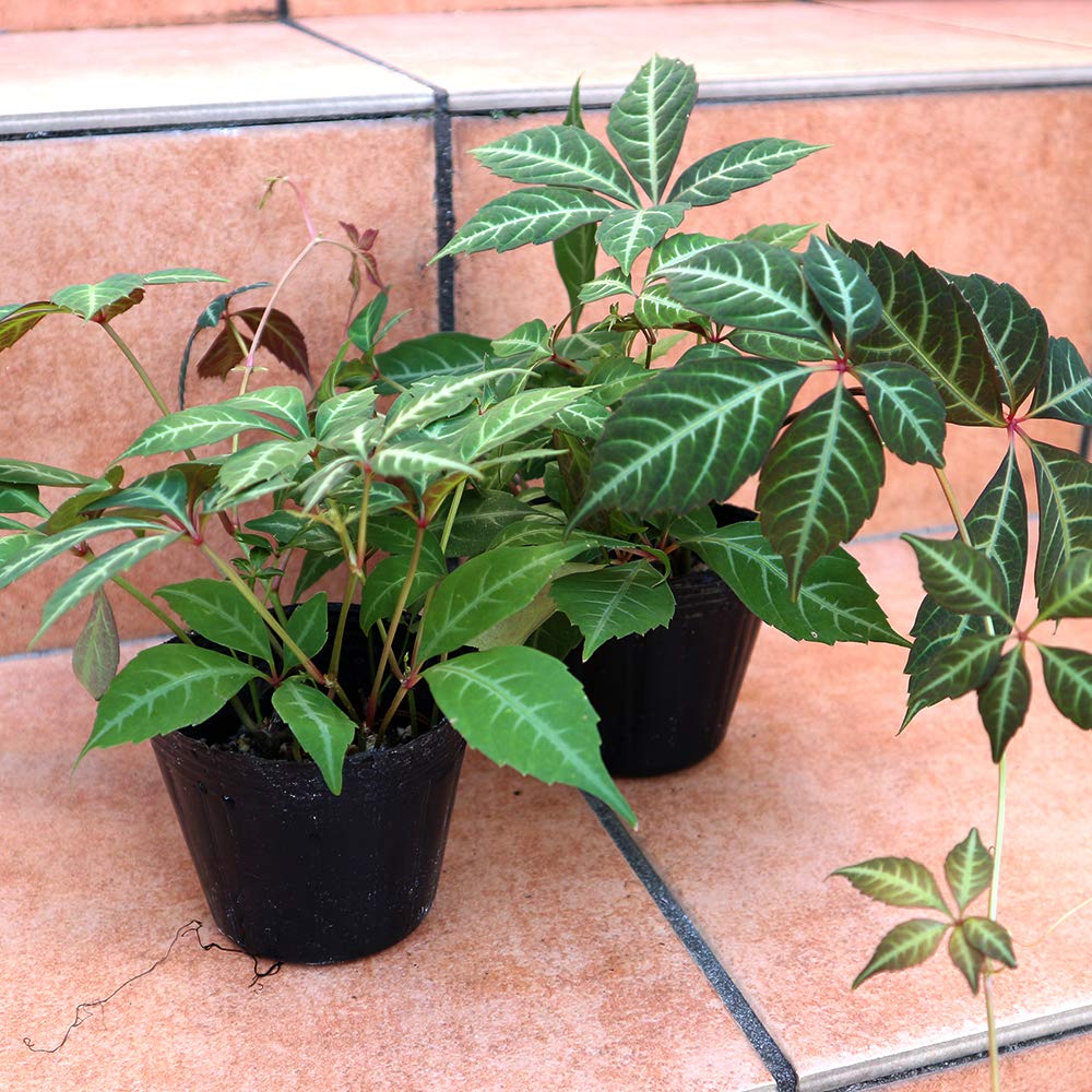 その他観葉植物 ASK Amazon｜ITANSE ヘンリーヅタ 観葉植物 9cmポット苗 2個セット