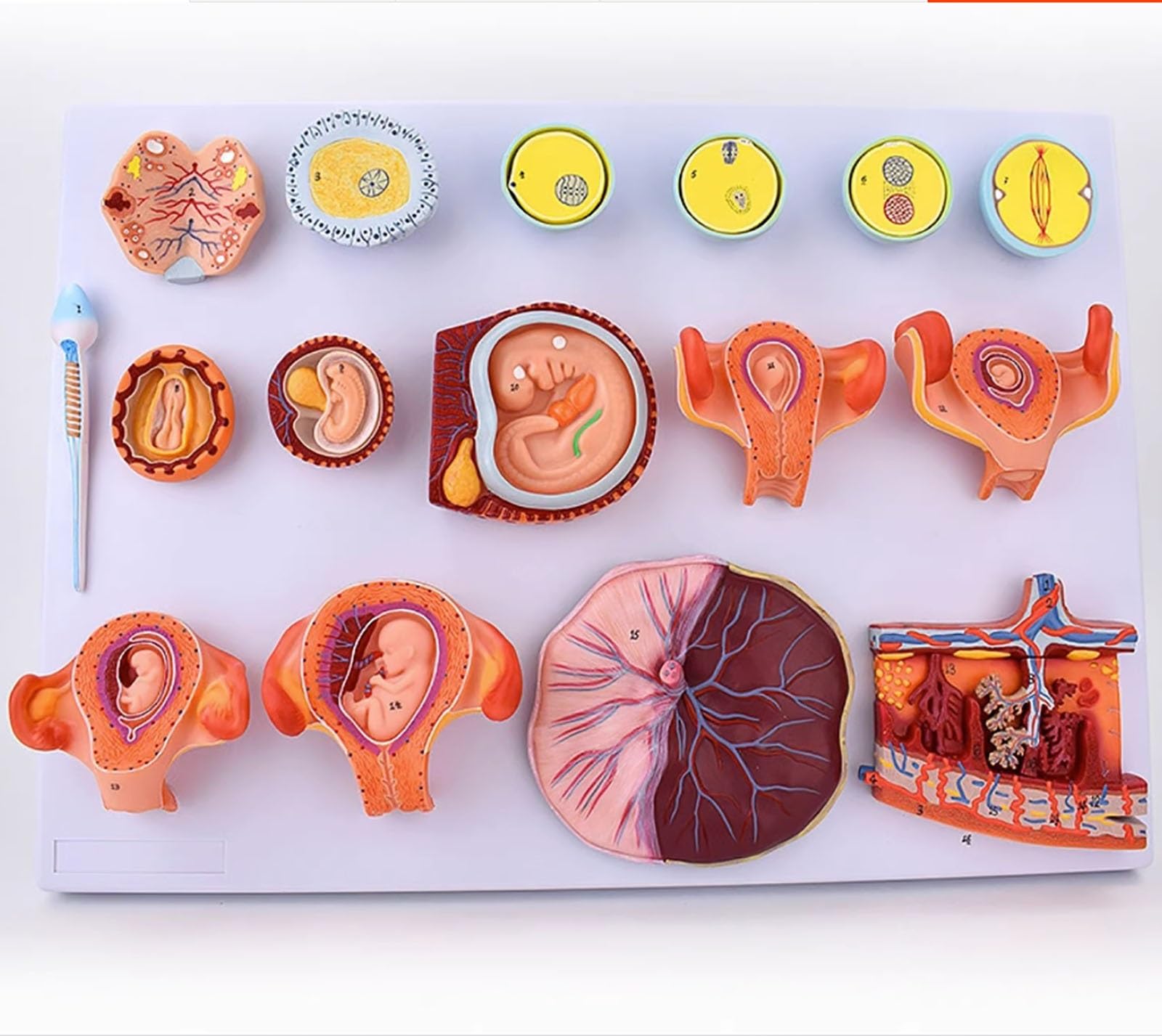 Human Early Embryonic Development