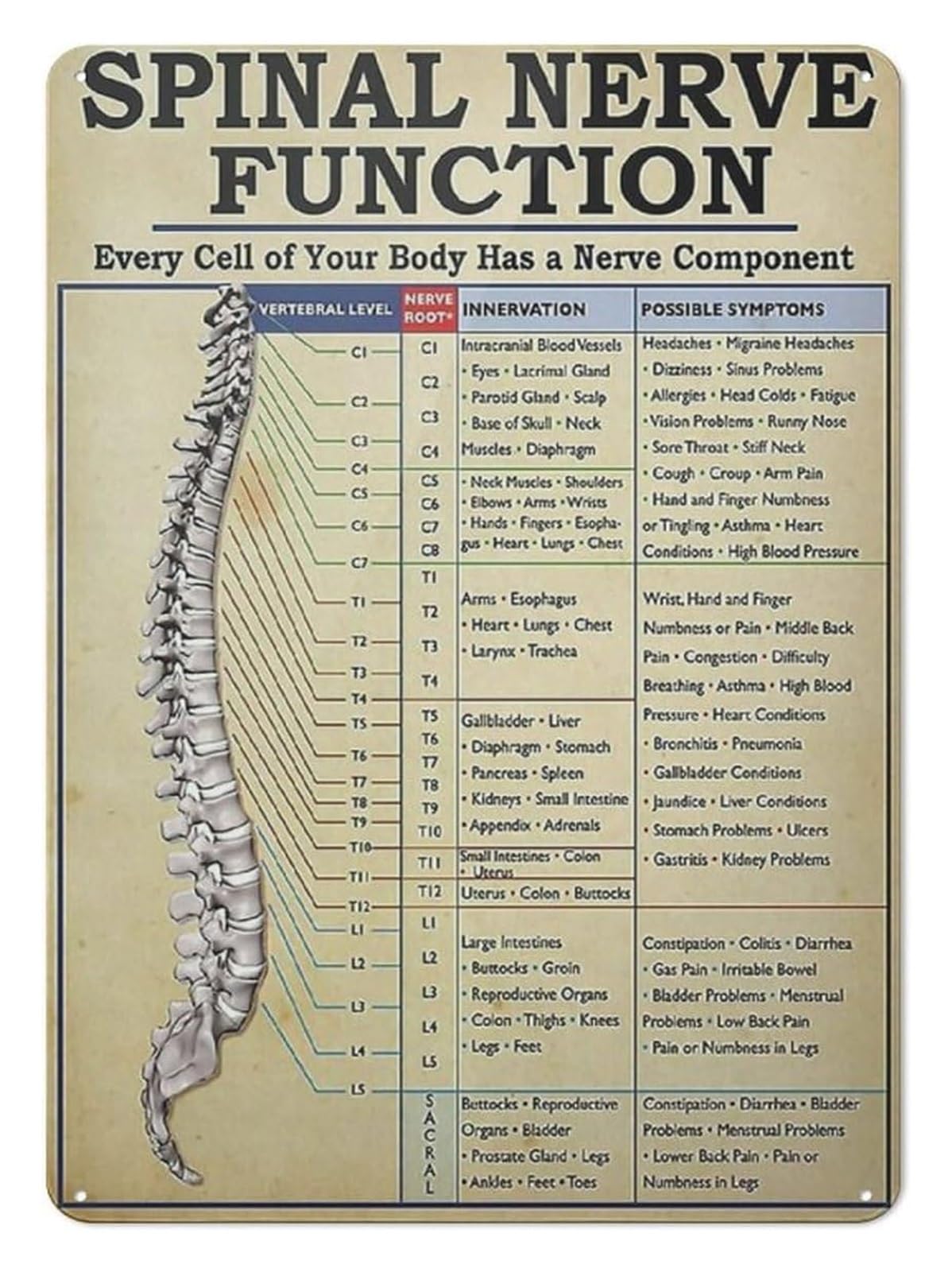 ICYJRFHLTF Vintage Art Metal Tin Sign Retro Anatomy Chart Nervous System Diagram Wall Decor for Doctor Office Study or Classroom (8 X 12 inch)