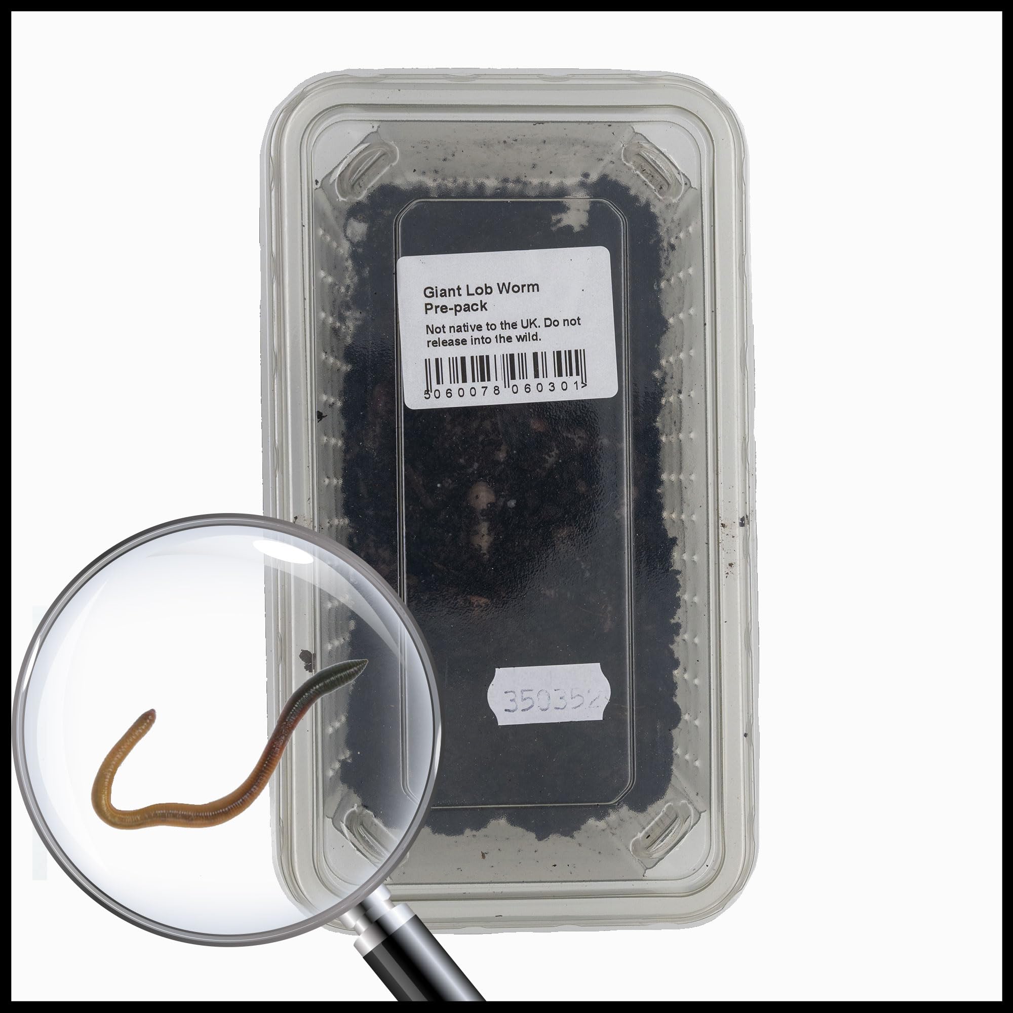 Livefoods4u Live Giant Lob Worms Approx 10 (90-150mm) - Live Food for Reptiles and Amphibians